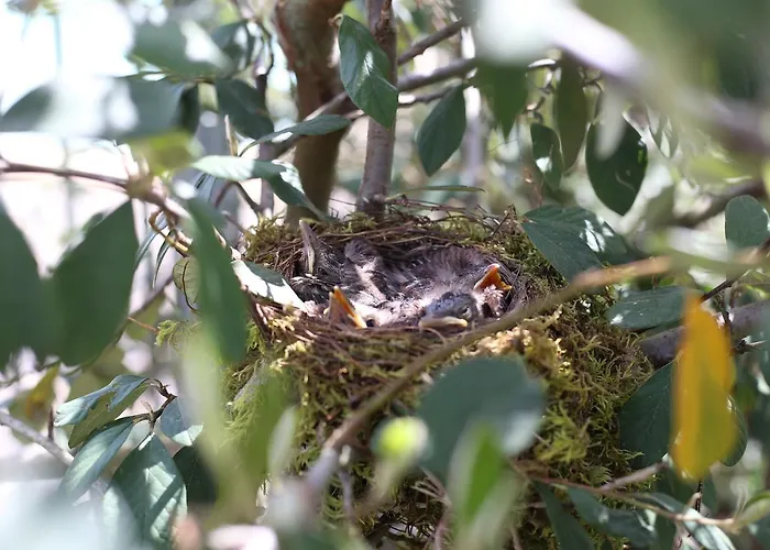 Restaurant Le Grezalide 호텔