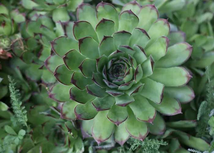 Restaurant Le Grezalide 3* 그르즈